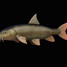 Image result for Barbus barbus