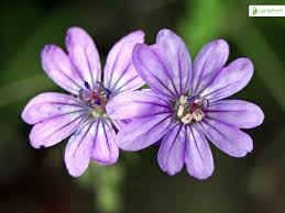 Attēlu rezultāti vaicājumam “Geranium pyrenaicum flower”