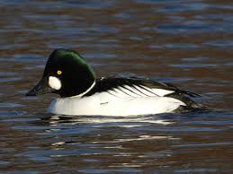 Attēlu rezultāti vaicājumam “Bucephala clangula juvenile”