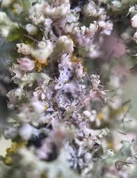 Attēlu rezultāti vaicājumam “Physcia adscendens”