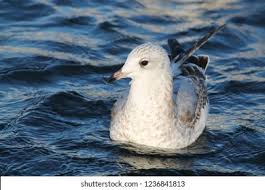 Attēlu rezultāti vaicājumam “Larus canus adult”