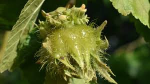 Attēlu rezultāti vaicājumam “Corylus colurna”