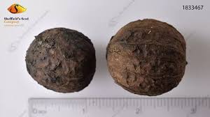 Attēlu rezultāti vaicājumam “Juglans x sinensis fruit”