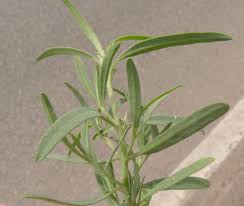 Attēlu rezultāti vaicājumam “Atriplex littoralis fruit”