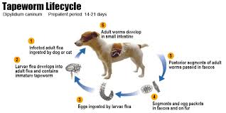 Image result for cestoda excrement dog
