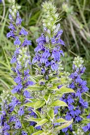 Attēlu rezultāti vaicājumam “Campanulaceae”