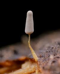 Attēlu rezultāti vaicājumam “Arcyria cinerea”