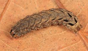 Attēlu rezultāti vaicājumam “Xestia c-nigrum”