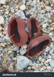 Attēlu rezultāti vaicājumam “Peziza badia”