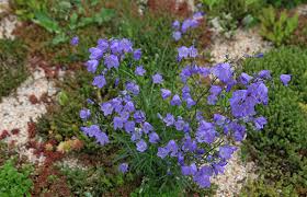 Attēlu rezultāti vaicājumam “Campanula rotundifolia”