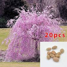 Attēlu rezultāti vaicājumam “Prunus (sakura)”