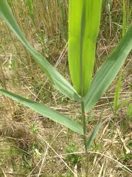 Attēlu rezultāti vaicājumam “Phragmites communis leaf”