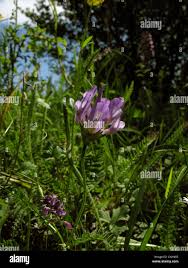 Attēlu rezultāti vaicājumam “Astragalus danicus leaf”