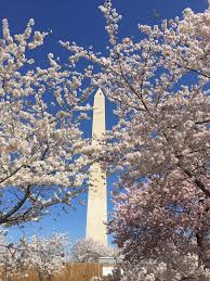 Image result for "cherry blossom" washington