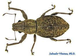 Attēlu rezultāti vaicājumam “Curculionidae”