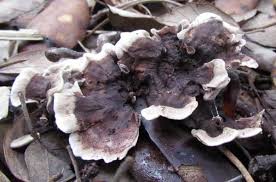 Attēlu rezultāti vaicājumam “Phellodon niger”