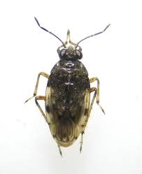 Attēlu rezultāti vaicājumam “Saldula saltatoria”