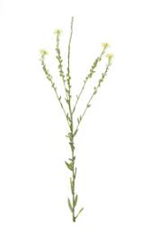 Attēlu rezultāti vaicājumam “Berteroa incana”