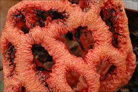 Attēlu rezultāti vaicājumam “Clathrus ruber”