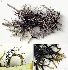 Attēlu rezultāti vaicājumam “Hypotrachyna sp.”