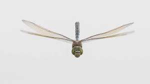 Attēlu rezultāti vaicājumam “Anax parthenope”