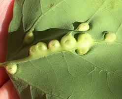 Attēlu rezultāti vaicājumam “Harmandia”