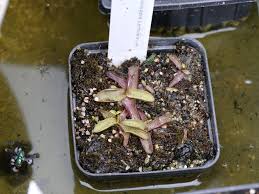 Attēlu rezultāti vaicājumam “Pinguicula alpina”