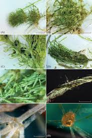 Attēlu rezultāti vaicājumam “Chara rudis”