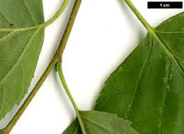 Attēlu rezultāti vaicājumam “Betula papyrifera leaf”