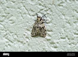 Attēlu rezultāti vaicājumam “Lymantria monacha imago”