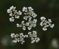 Attēlu rezultāti vaicājumam “Laserpitium pruthenicum”