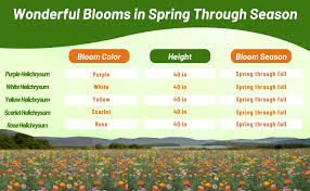 Image result for Helichrysum lindleyii