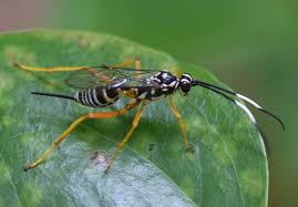 Attēlu rezultāti vaicājumam “Ichneumonidae”
