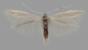 Attēlu rezultāti vaicājumam “Coleophora alticolella”