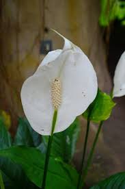 Attēlu rezultāti vaicājumam “Calla palustris flower”