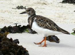 Attēlu rezultāti vaicājumam “Arenaria interpres adult”