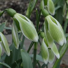 Attēlu rezultāti vaicājumam “Galanthus nivalis bud”