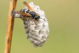 Attēlu rezultāti vaicājumam “Polistes nimpha”