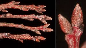 Attēlu rezultāti vaicājumam “Quercus robur bud”