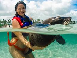 Image result for Adventure Dolphin