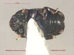 Attēlu rezultāti vaicājumam “Nitidulidae”