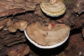 Attēlu rezultāti vaicājumam “Ganoderma applanatum”