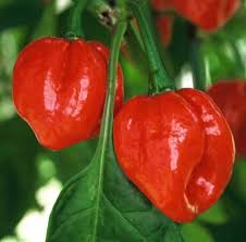 Afbeeldingsresultaat voor aji habanero hot pepper