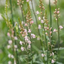 Image result for Linaria purpurea