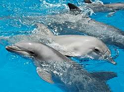 Image result for Tursiops truncatus