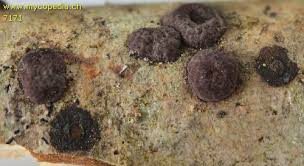 Attēlu rezultāti vaicājumam “Hypoxylon fuscum”