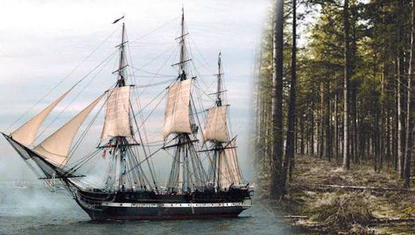 Constitution Grove: A Forest that Exists for a SINGLE Boat ...