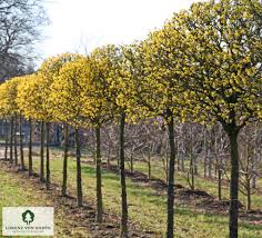 Attēlu rezultāti vaicājumam “Cornus mas”