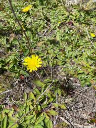 Image result for Hieracium pilosella