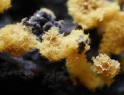 Attēlu rezultāti vaicājumam “Trichia contorta macro”